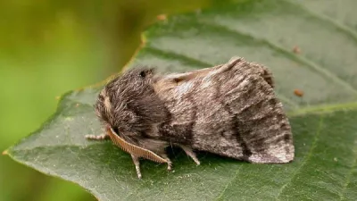 2022thaumetopoea processionearw