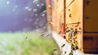 Bees